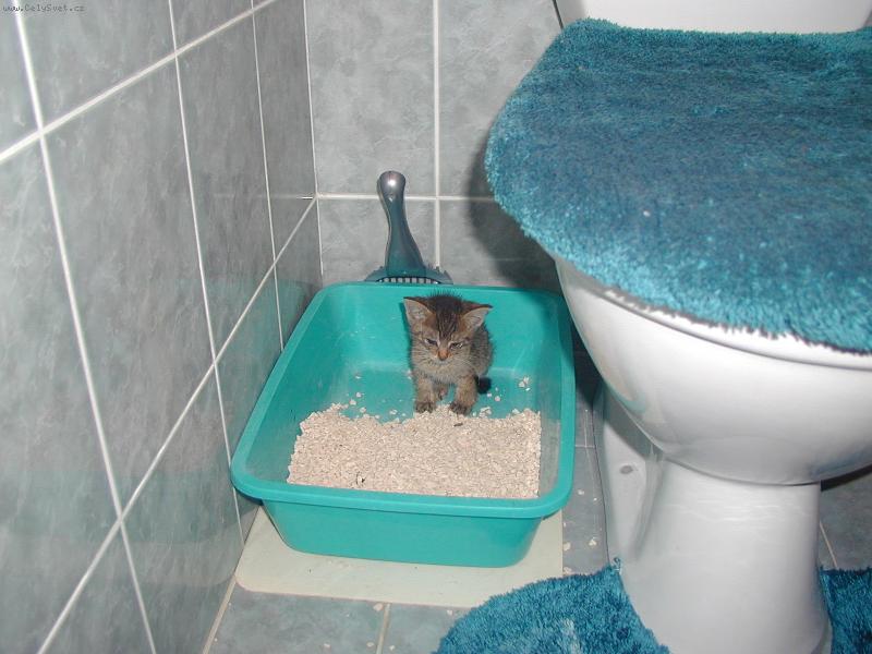 Foto: Jsem tu dob�e na WC ??