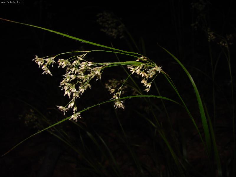 Foto: no�n� z�b�r