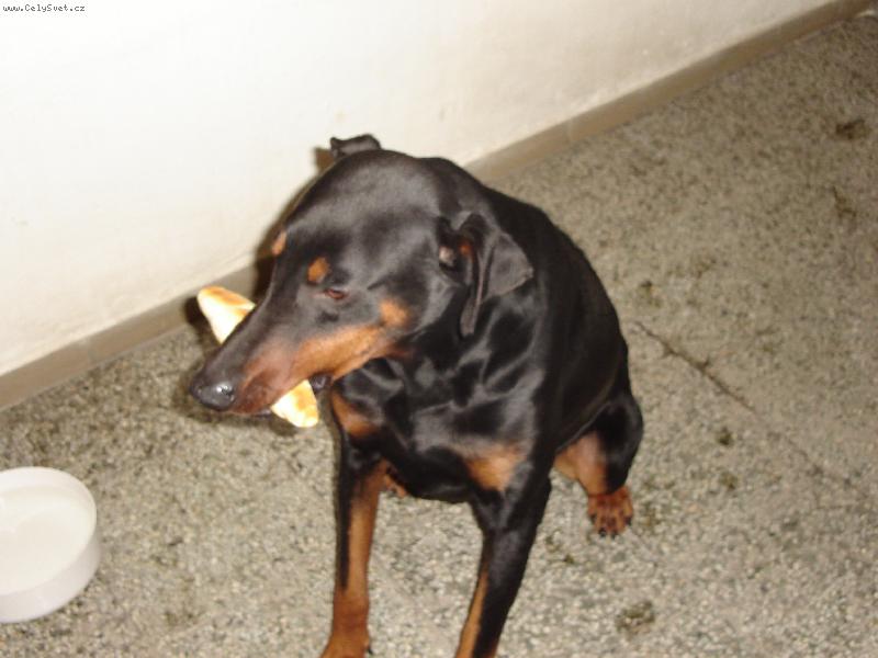 Foto: Sorbonek s rohl�kem