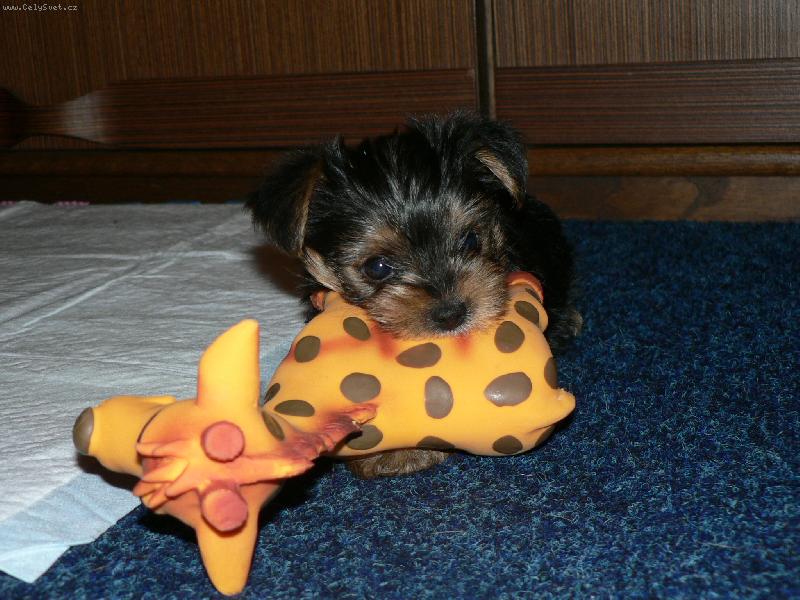 Foto: a p�ece jsem j� p�emohla i kdy� jsem mal�-jak jsem zakousla �irafu