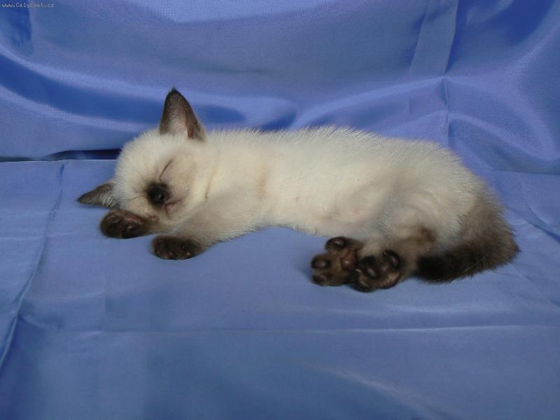 Foto: Dascha Dajeka.CZ-Dascha sp�