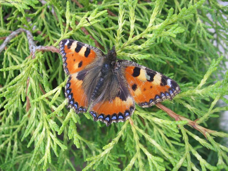 Foto: Babo�ka admir�l