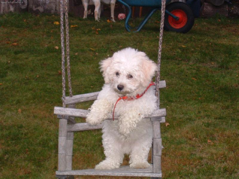 Foto: muficek na houpacce