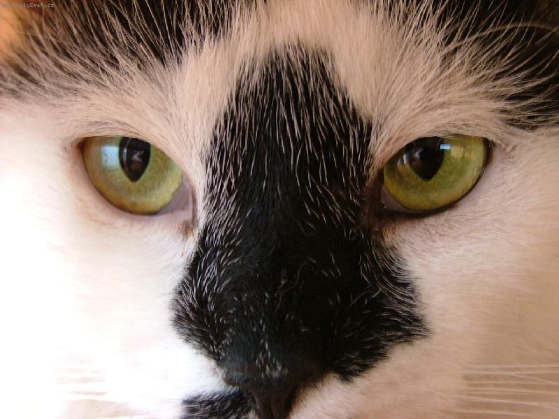 Foto: kocourek Va��k