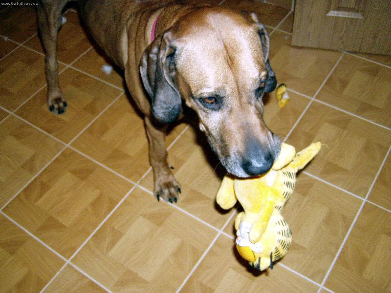 Foto: Arwin ni�� Garfielda