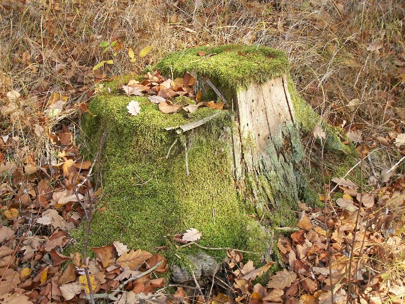 Foto: Podzim v lese.