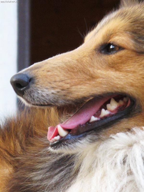 Foto: Filip-Sheltie