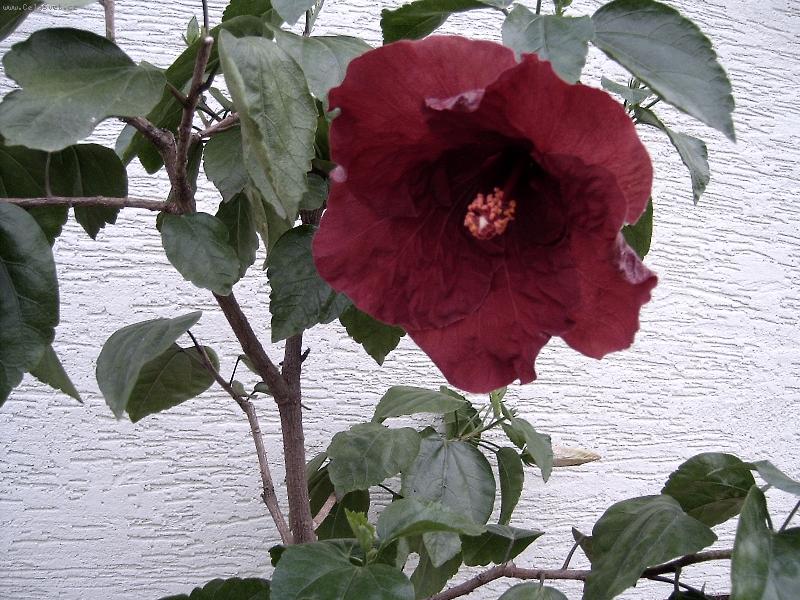 Foto: �ERN� KR�SKA