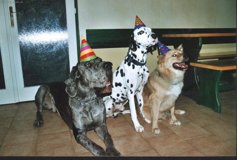 Foto: Max ma narozeniny-Tak kdy bude ten dort?