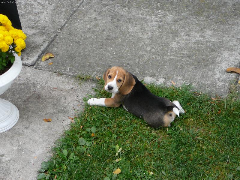 Foto: Ahoj, j� jsem bigl� miminko Benny.