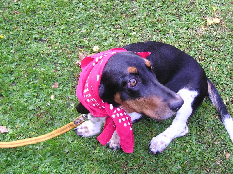 Foto: �erven� karkulka