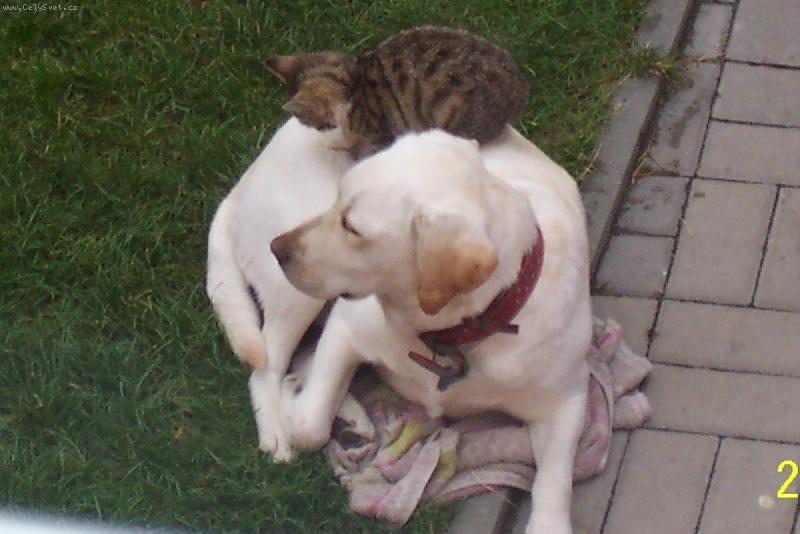 Foto: B�lka a Am�lka