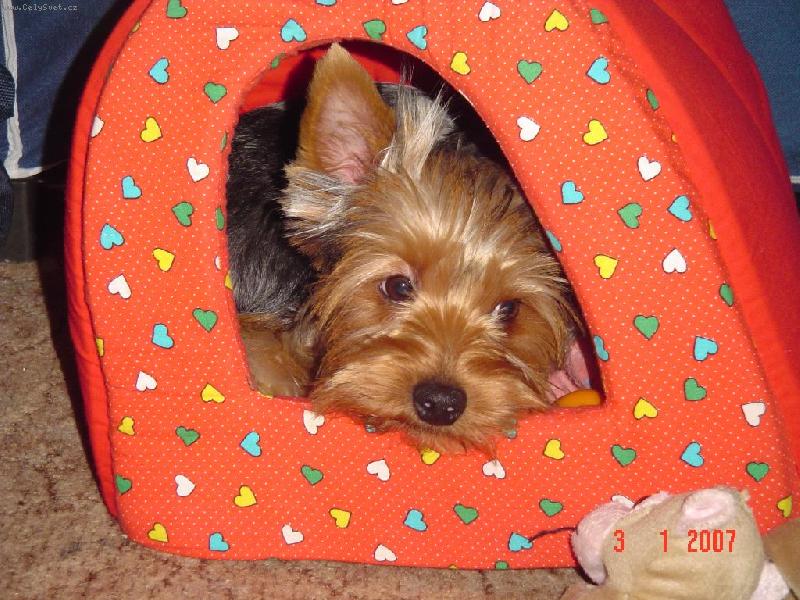 Foto: Monty-Nech m� sp�t