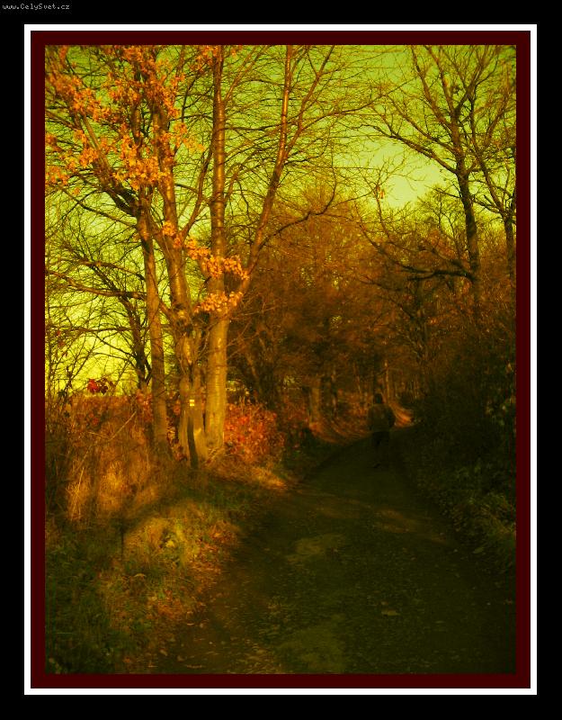 Foto: Lednov� proch�zka lesem :)