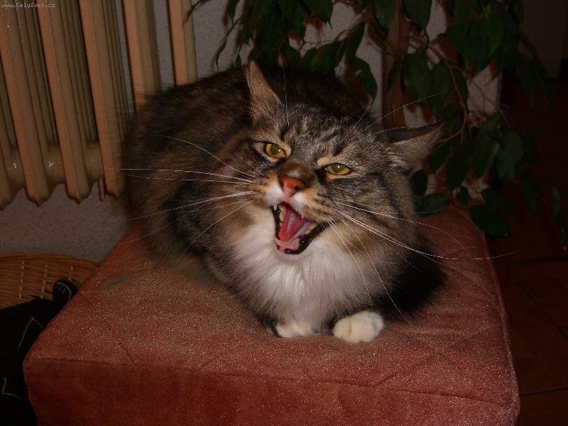 Foto: Sult�nek �elmi�ka