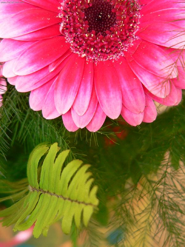 Foto: Gerbera