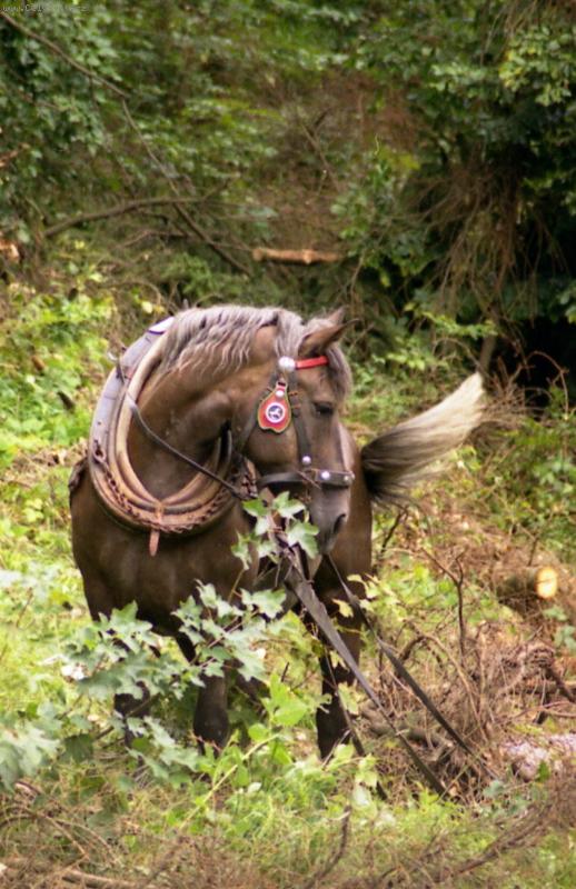 Foto: p�ibli�ov�n� d�eva