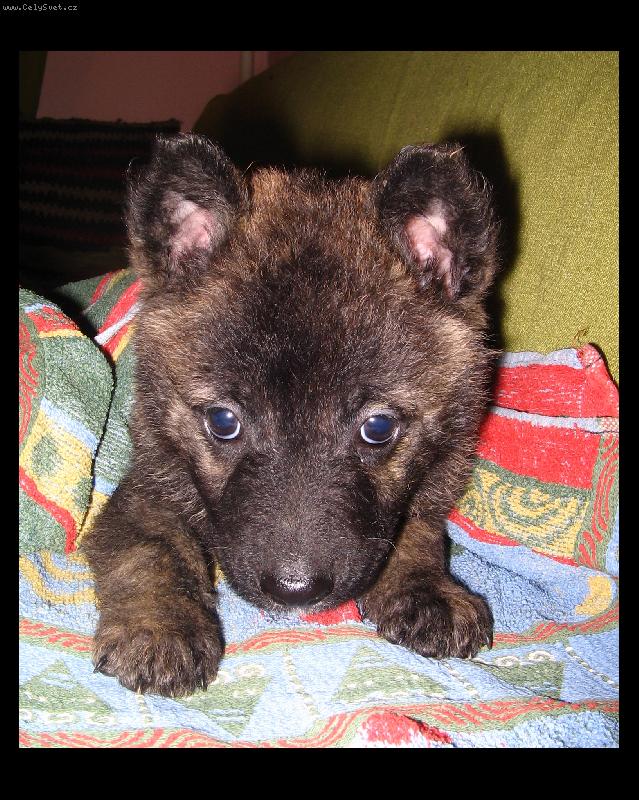 Foto: A� vyrostu, sn�m Karkulku...:)