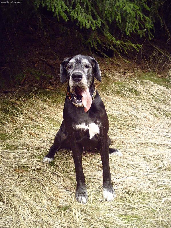 Foto: Leont�nka na proch�zce