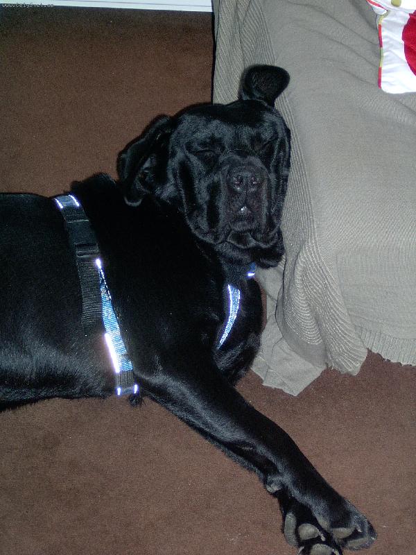 Foto: m�l to b�t labrador...