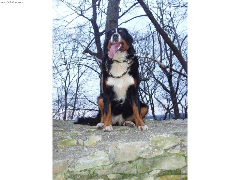 Foto: Na v�let�..-Elen ze Stam��ic