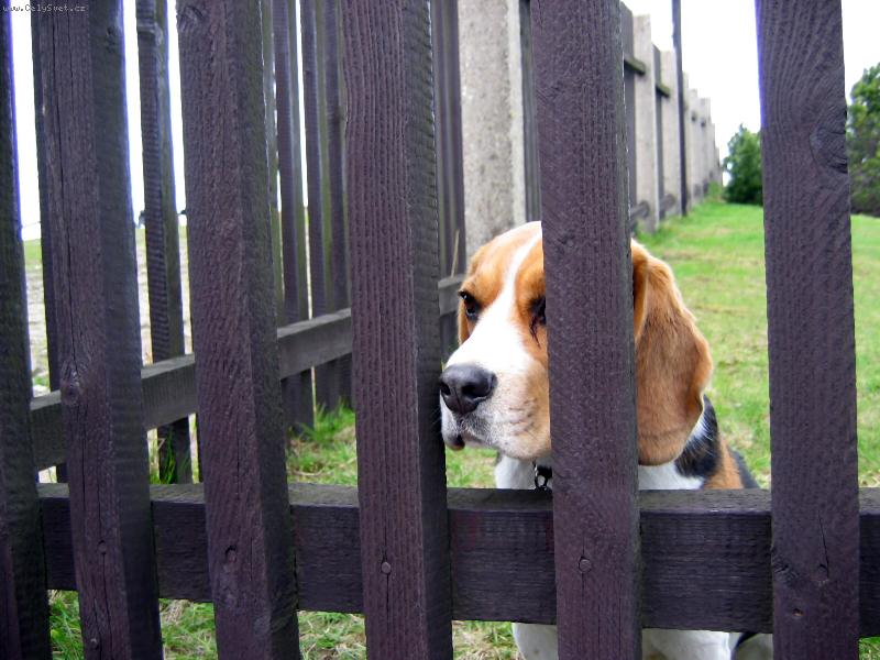 Foto: J� chci taky na louku !!!-PIPS