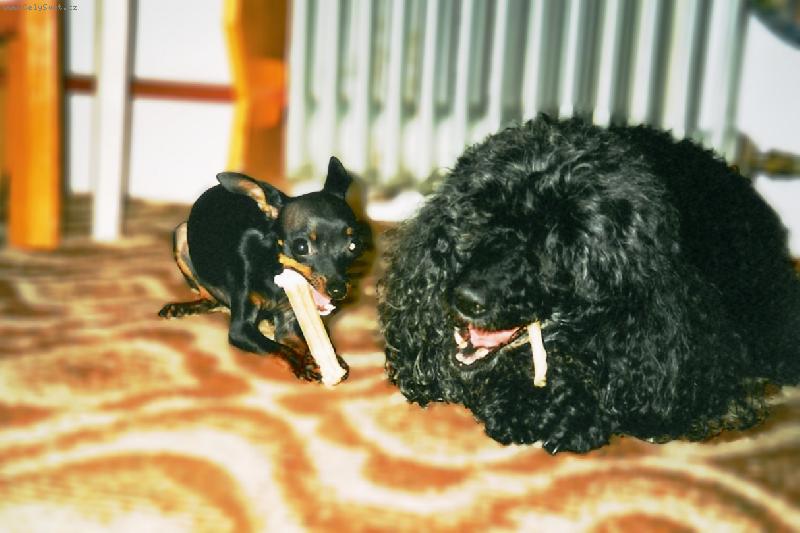 Foto: Jsem na n�v�t�v�-beru v�t��-My jsme m�li Kitinku(pudl)a dcera p�i�la na n�v�t�vu se Sisinkou(pra�sk� krysa��k).