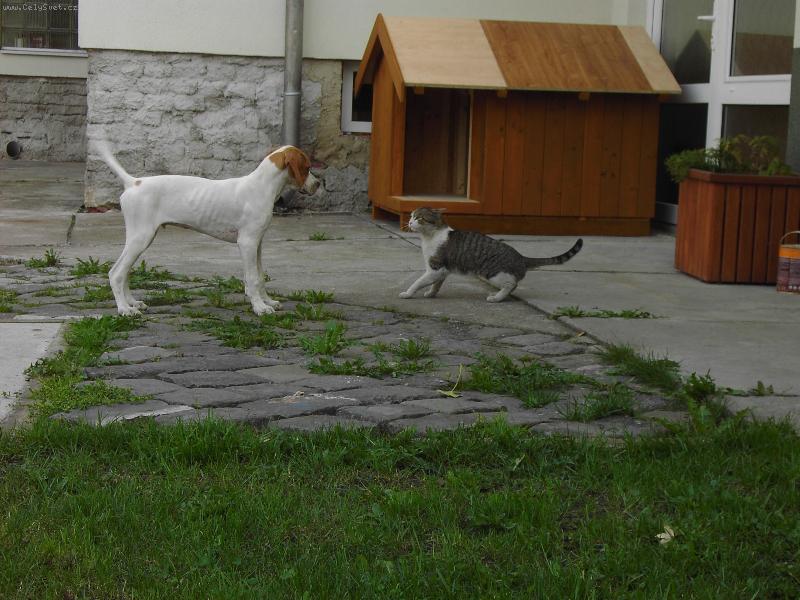 Foto: Max a Frant�k-Pane, pane poj�te si hr�t.....