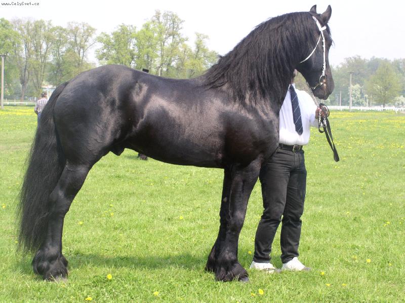 Foto: Fr�zsk� krasavec