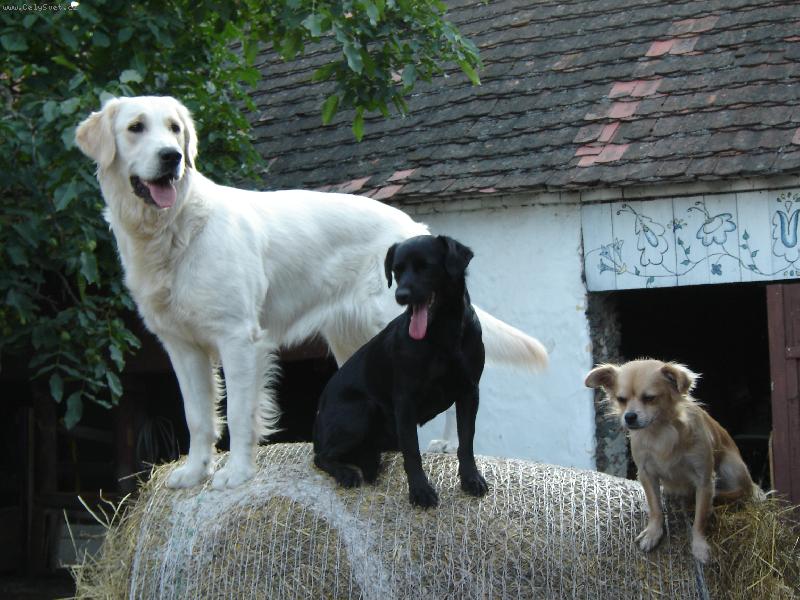 Foto: Hund team-Je�t� by to cht�lo vej�.......