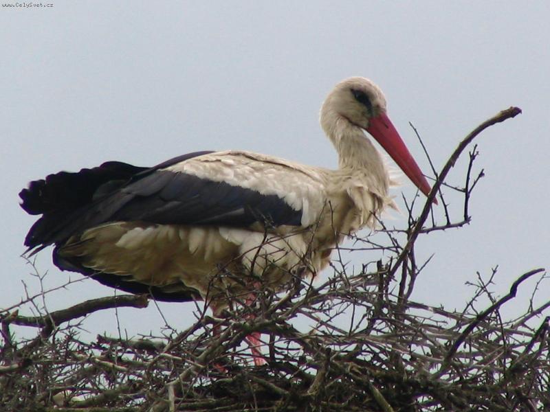 Foto: Cestovatel-Kdo docestuje d�l ...