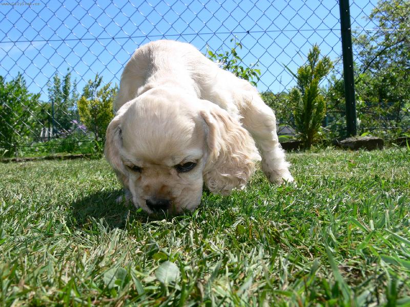 Foto: Kam pak jsem zakopal moji kosti�ku.