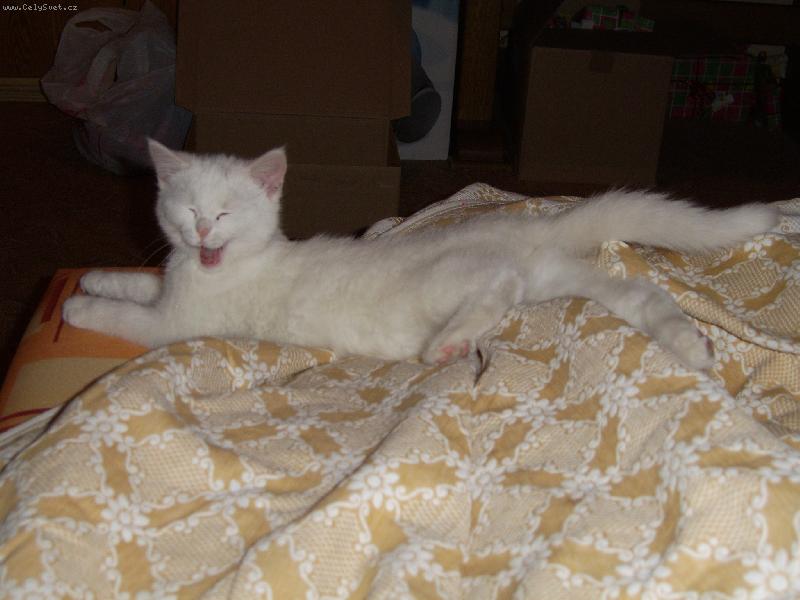 Foto: Micinka-Spolknu t�!