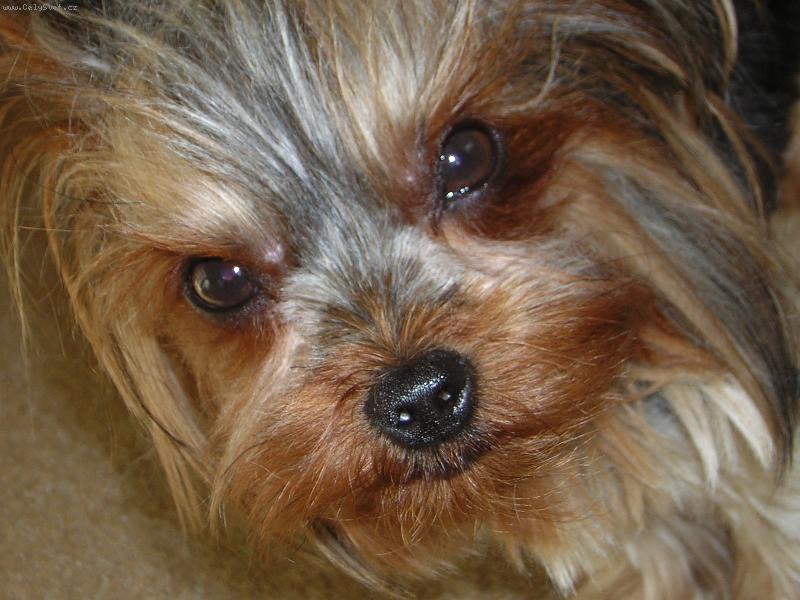 Foto: kuku�-Vyfot a pojd si hr�t...