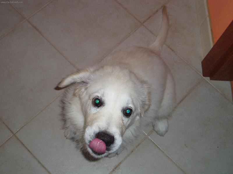 Foto: Ambra-dejte mi u� naj�st..