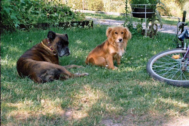 Foto: bohunka a bob�k-nuda v dam�nic�ch