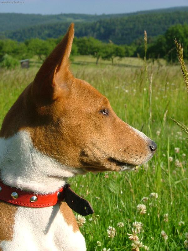 Foto: kesinka-na v�let�