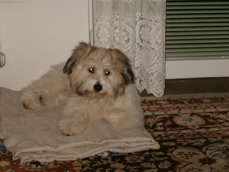 Foto: Done�ek-To jsem kr�sn� pejsek