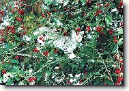 T�e�n� mi taky chutnaj�