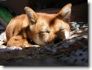 spinkaj�c� sle�na slun��kov�