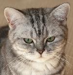 Chovatelska stanice ps�: SNOWDONIA.CZ